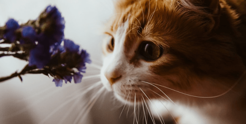 kwiaty doniczkowe nie trujące dla kota