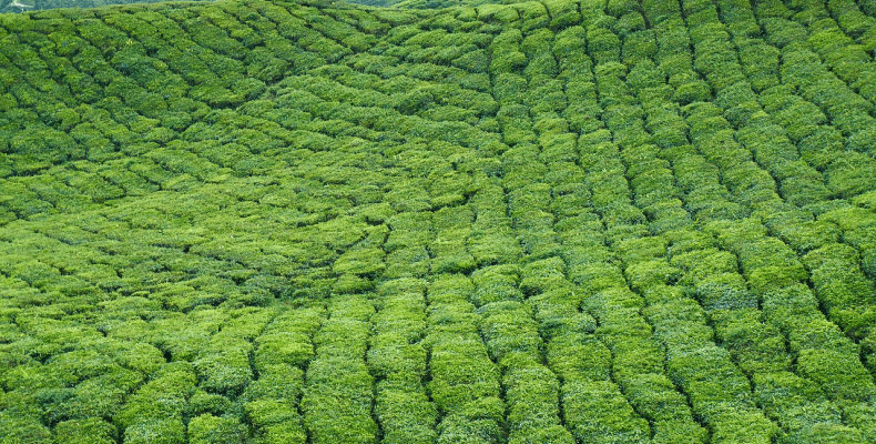 Właściwości herbaty - plantacja herbaty