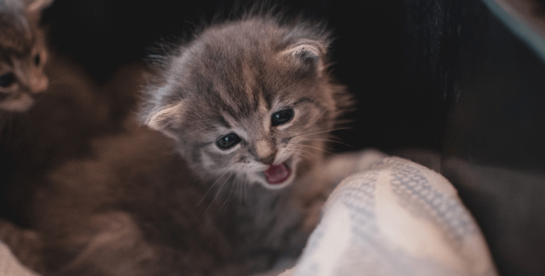 Mowa ciała kota - dlaczego kot mruczy