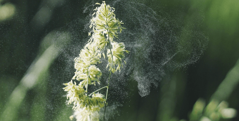 Przyczyny alergii - pyłki
