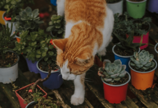 rośliny doniczkowe trujące dla kota