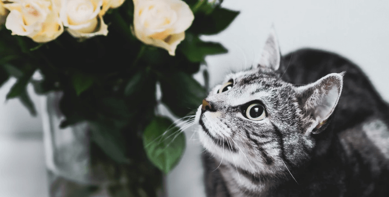 kwiaty doniczkowe trujące dla kota 