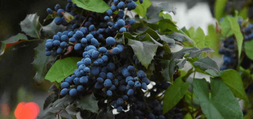 Owoce na jesień - winogrono